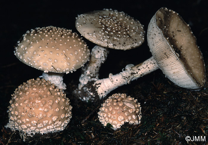 Amanita pseudoregalis 