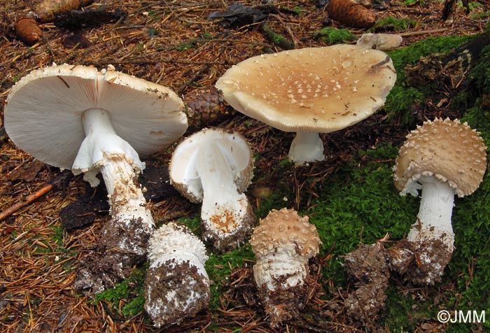 Amanita pseudoregalis