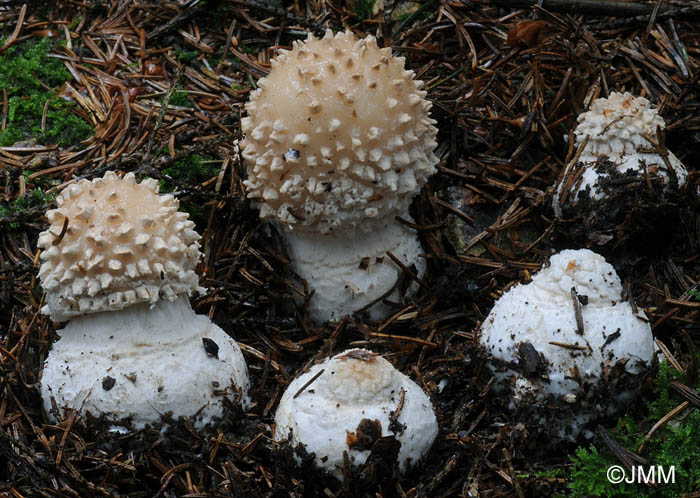 Amanita pseudoregalis