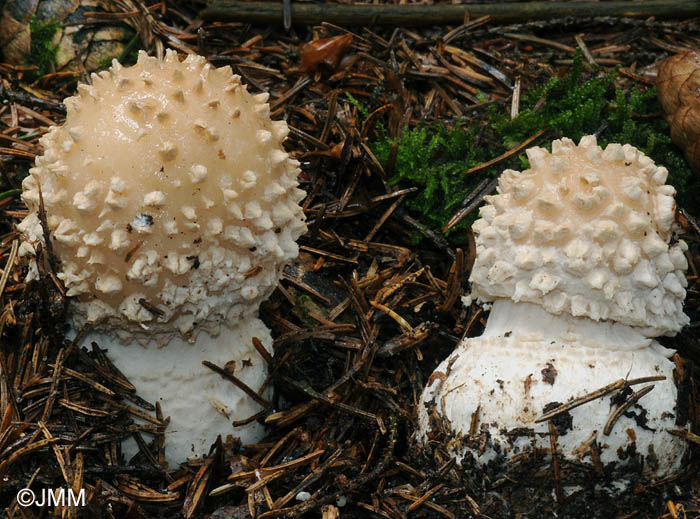 Amanita pseudoregalis