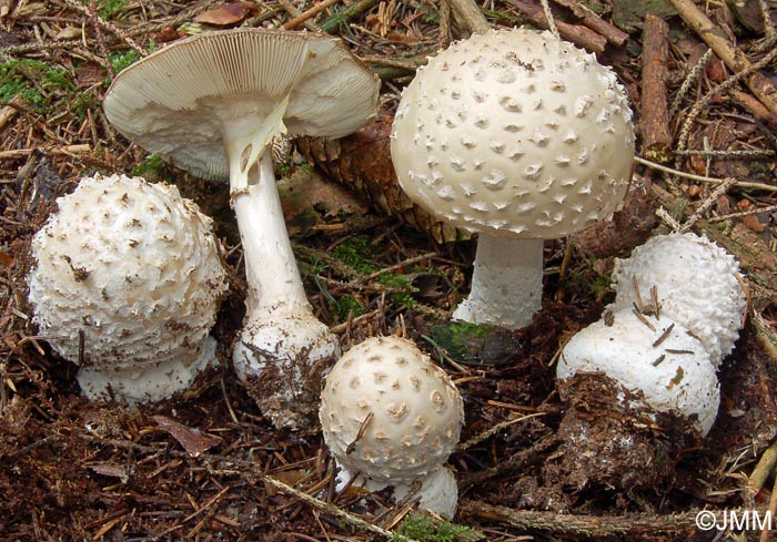 Amanita pseudoregalis