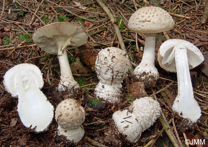 Amanita pseudoregalis