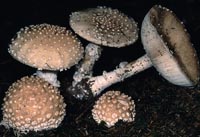 Amanita pseudoregalis