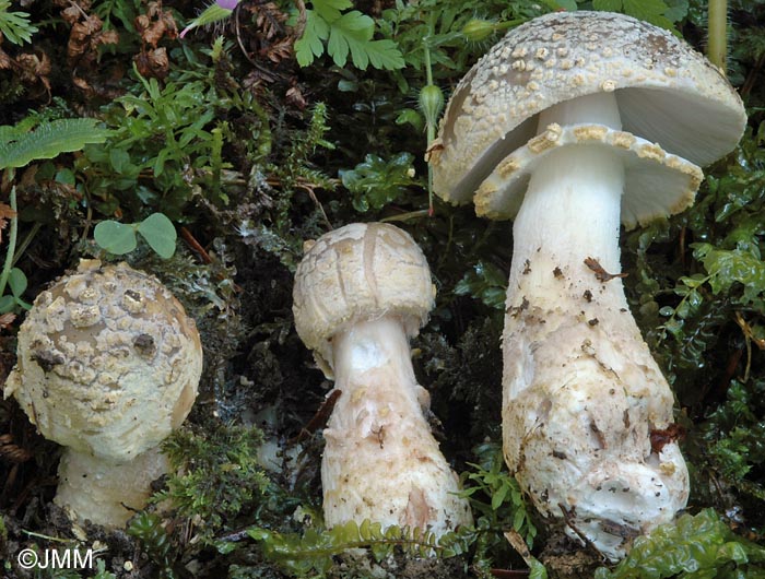 Amanita queletii