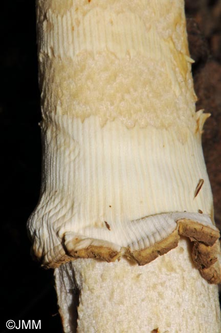 Amanita queletii : détail du voile jaunâtre sur le stipe et l'anneau 