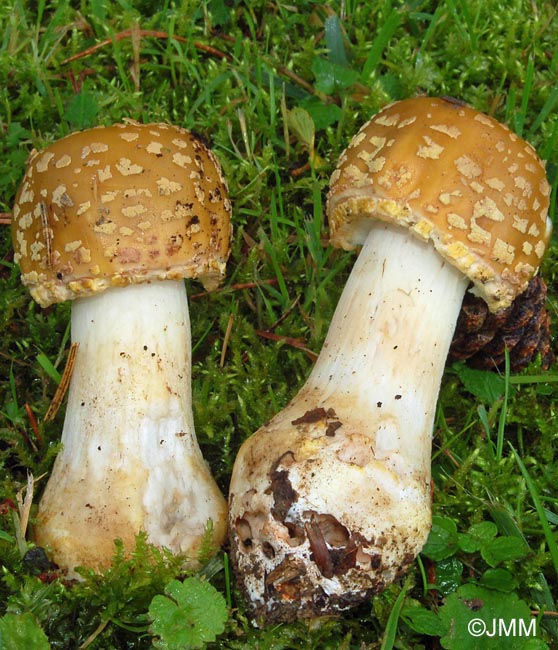 Amanita queletii