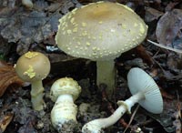 Amanita queletii