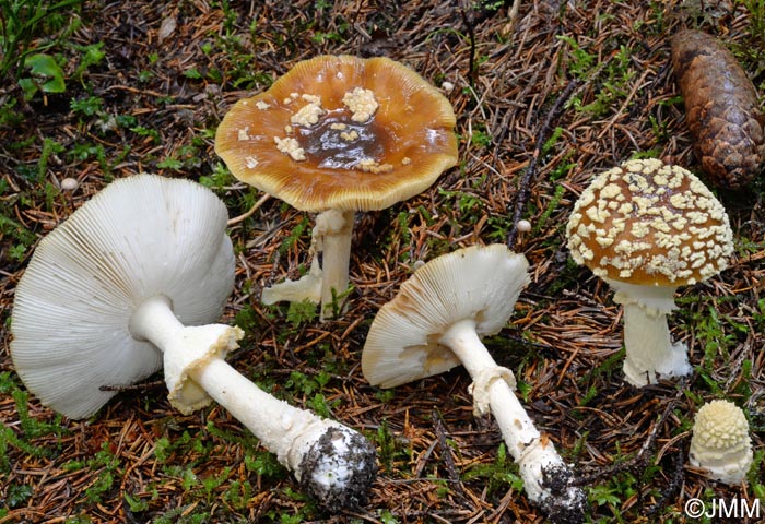 Amanita regalis