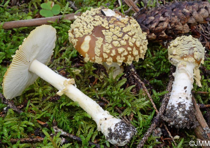 Amanita regalis