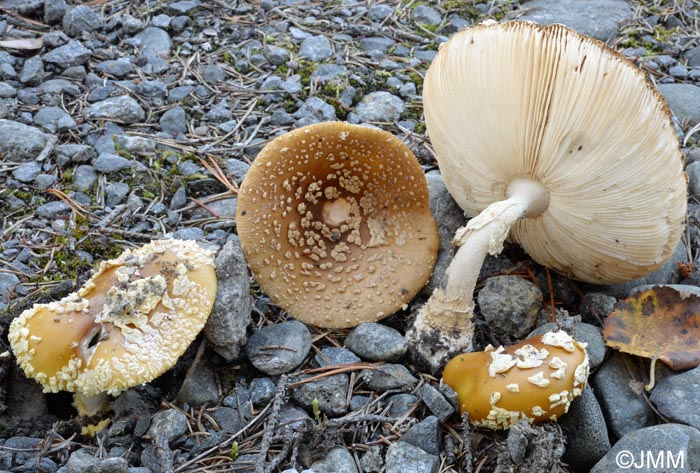 Amanita regalis