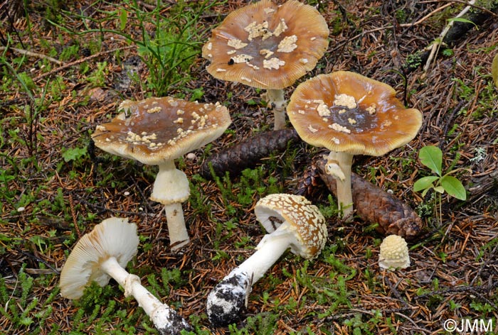 Amanita regalis