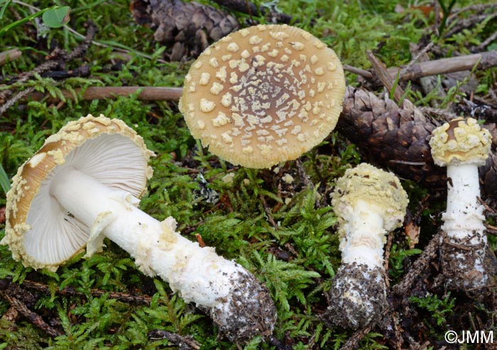 Amanita regalis