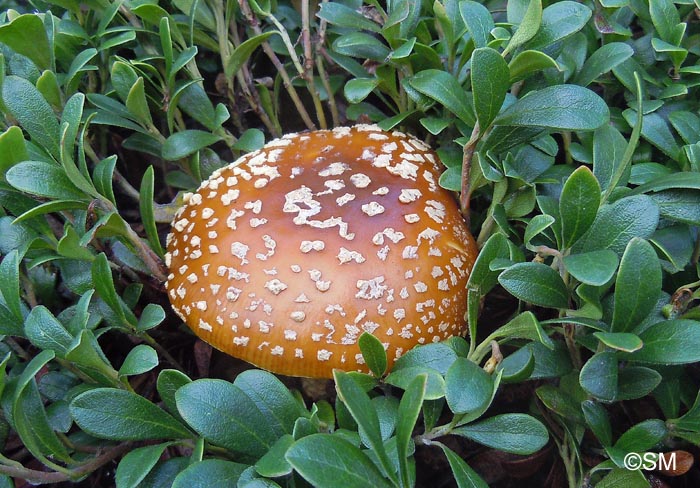 Amanita regalis