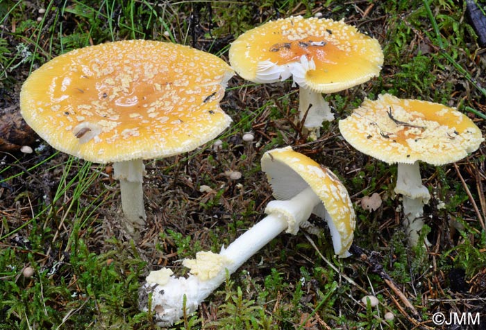 Amanita regalis