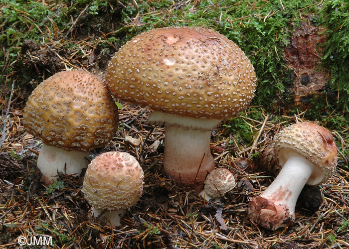 Amanita rubescens