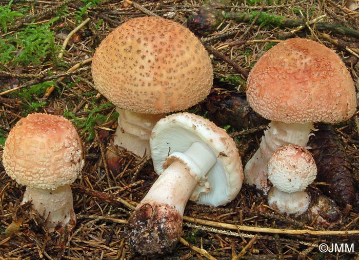 Amanita rubescens