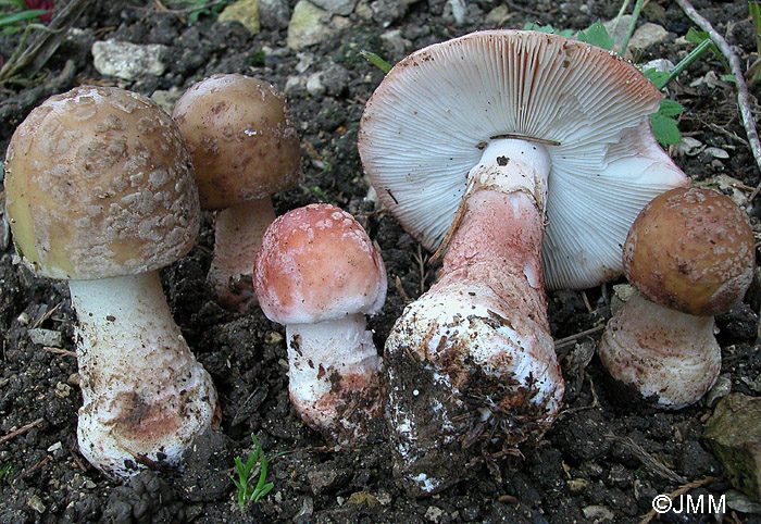 Amanita rubescens