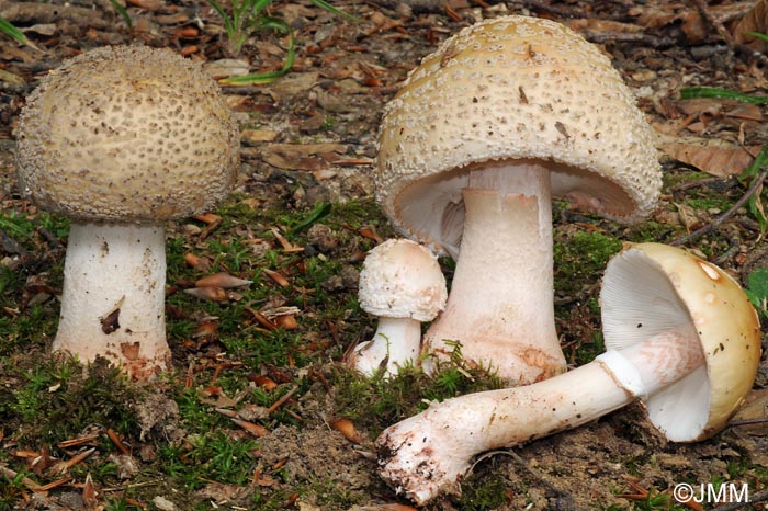 Amanita rubescens