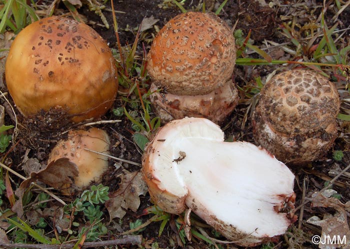 Amanita rubescens