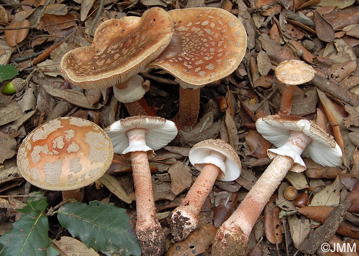 Amanita rubescens