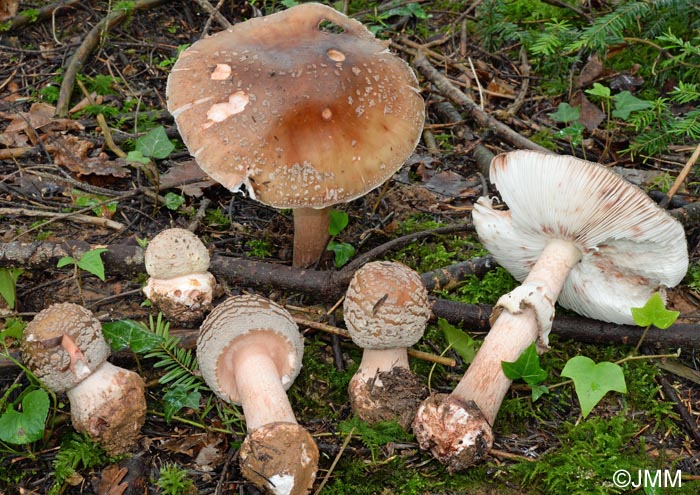 Amanita rubescens