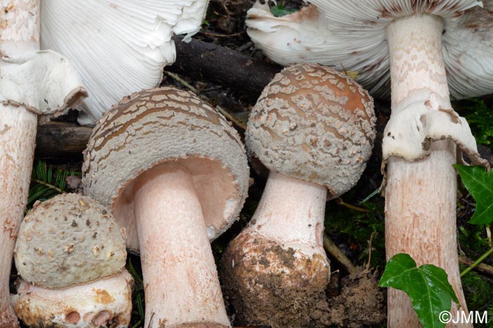 Amanita rubescens