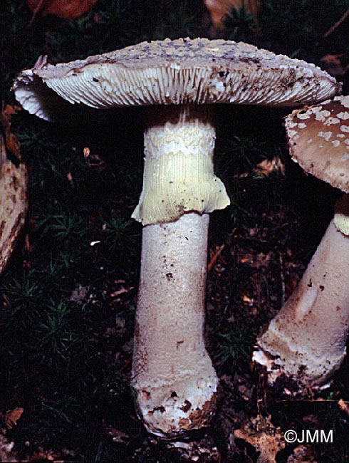 Amanita rubescens f. annulosulfurea