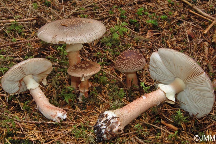 Amanita rubescens f. annulosulfurea