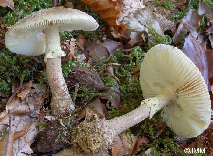 Amanita rubescens f. annulosulfurea