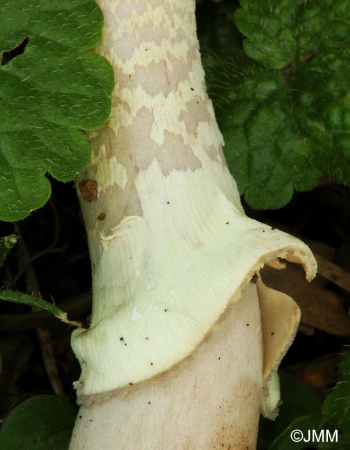 Amanita rubescens f. annulosulfurea