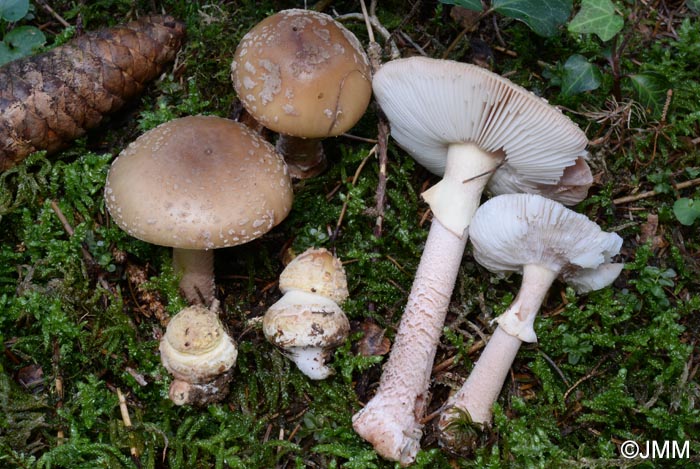 Amanita rubescens f. annulosulfurea = Amanita rubescens var. annulosulfurea