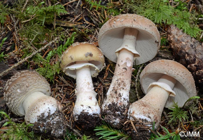 Amanita rubescens f. annulosulfurea = Amanita rubescens var. annulosulfurea