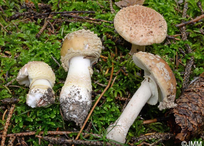 Amanita rubescens f. annulosulfurea = Amanita rubescens var. annulosulfurea