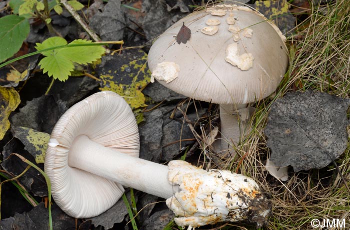 Amanita simulans