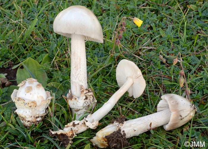 Amanita simulans : rcolte hlianthmicole