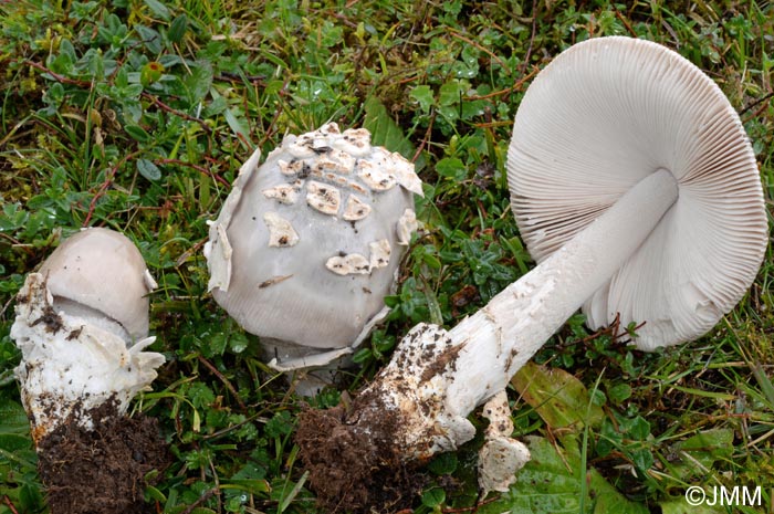 Amanita simulans : rcolte hlianthmicole