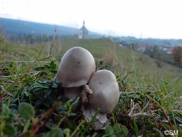 Amanita simulans : rcolte hlianthmicole