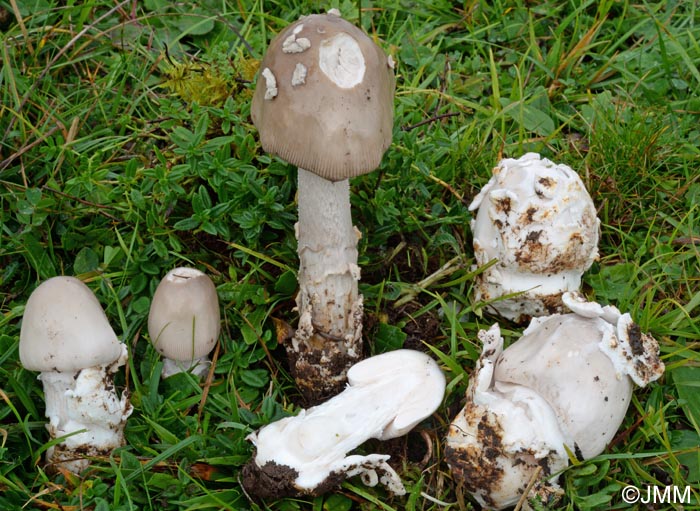 Amanita simulans : rcolte hlianthmicole