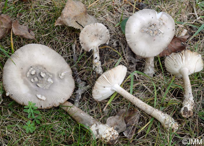 Amanita simulans