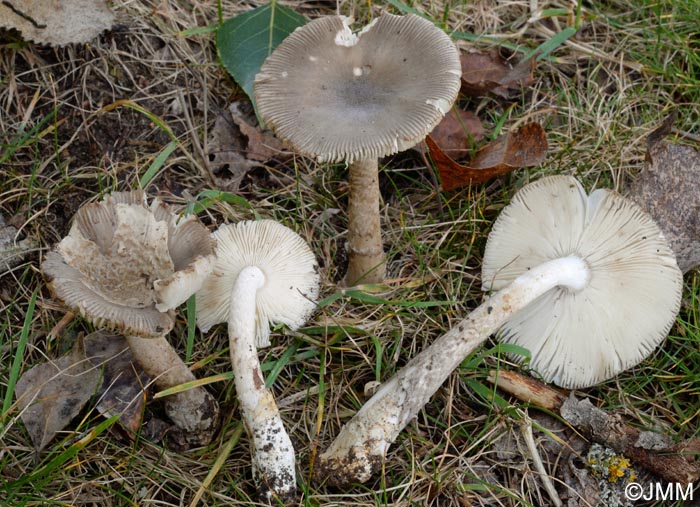 Amanita simulans