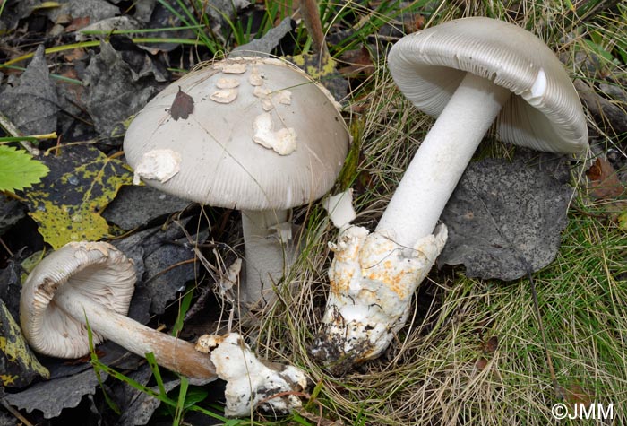 Amanita simulans