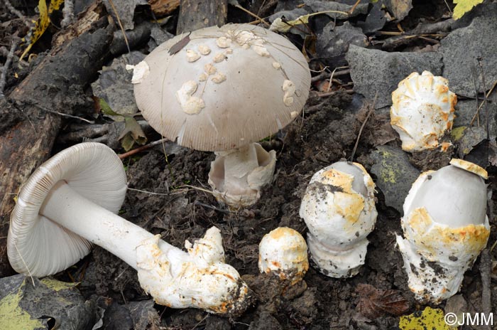 Amanita simulans