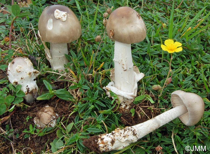 Amanita simulans : rcolte hlianthmicole