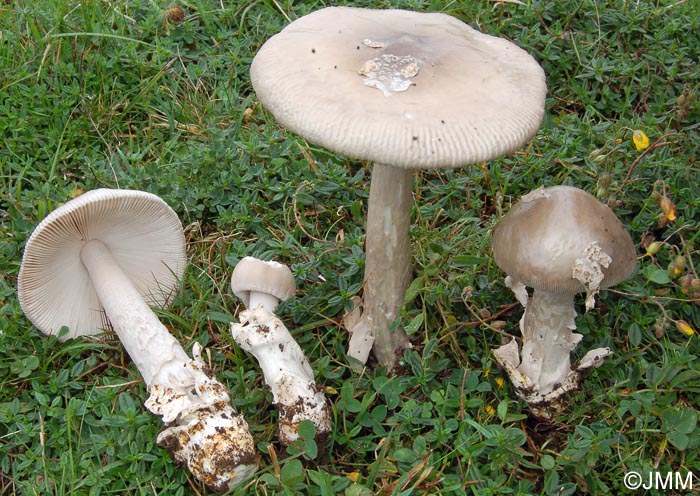 Amanita simulans : rcolte hlianthmicole