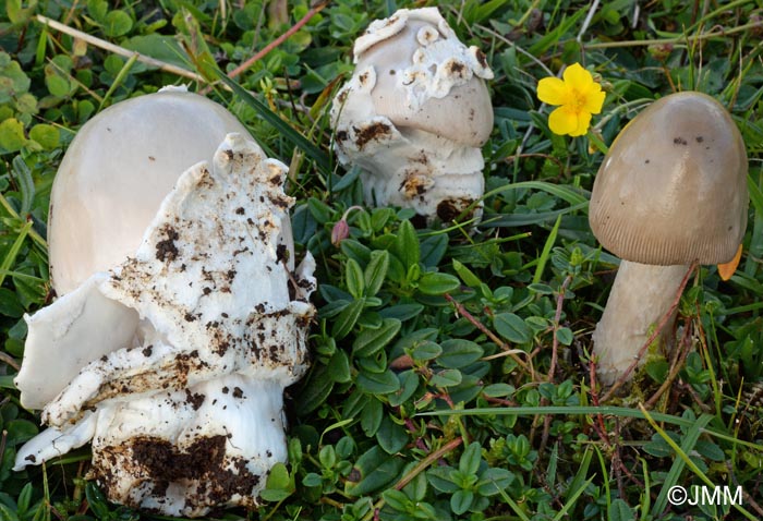 Amanita simulans : rcolte hlianthmicole