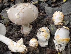 Amanita simulans