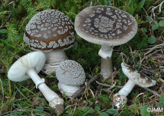 Amanita spissa