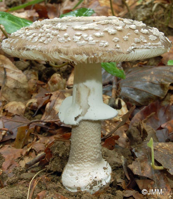 Amanita spissa