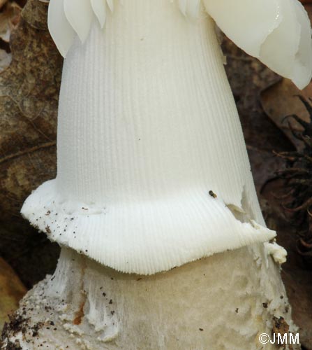 Amanita spissa : anneau et sommet du pied stris