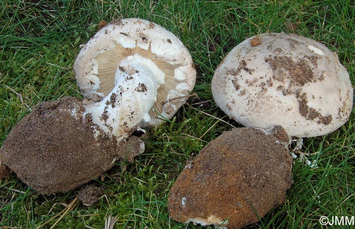 Amanita strobiliformis